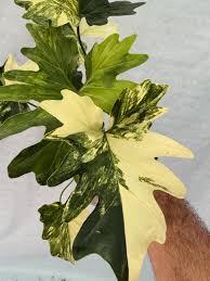 Image result for Thaumatophyllum bipinnatifidum