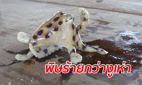 About press copyright contact us creators advertise developers terms privacy policy & safety how youtube works test new features press copyright contact us creators. à¸¡ à¸à¸à¸¥ à¸à¸¡à¸²à¸­ à¸à¹à¸¥ à¸§ à¸«à¸¡ à¸à¸à¸¥ à¸£ à¸ à¹à¸à¸¥ à¸à¸°à¹à¸¥à¸£à¸°à¸¢à¸­à¸ à¹à¸ à¸­à¸à¸ à¸à¹à¸¥ à¸§à¸à¸²à¸¢ à¹à¸¡ à¸¡ à¸¢à¸²à¹à¸ à¸ à¸©