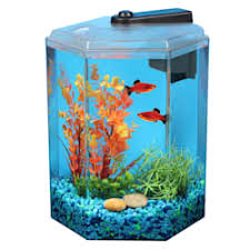 Betta fish, also known as siamese fighting fish, are establishing the ideal betta tank. Betta Fish Tanks Aquariums Bowls Petco