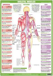 muscle anatomy chart posterior muscle anatomy human