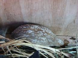 Button Quail Color Id