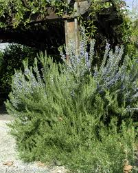 Image result for Rosmarinus officinalis