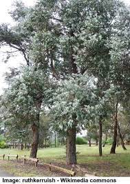 Maybe you would like to learn more about one of these? Types Of Eucalyptus Trees Leaves Flowers Bark Pictures
