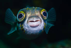 Harvest fish and pets sdn bhd is the largest online aquarium and pets products retailer in malaysia over thousands of branded and own label. It S Official Fish Feel Pain Science Smithsonian Magazine
