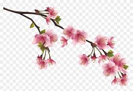 Download over 1,182 icons of sakura in svg, psd, png, eps format or as webfonts. Sakura Png Image With Transparent Background Rami Di Ciliegio Disegno Free Transparent Png Clipart Images Download