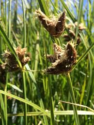 Image result for Eleocharis setifolia