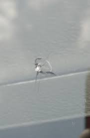 飛び石修理例 スバル レガシー編 フロントガラスの亀裂 出張 リペア料金 お車のフロントガラスリペアなら ガラスリペア工房 へ