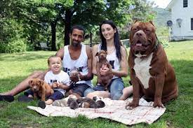 We raise lovers not fighters. Pitbull Hulk Fathers 500 000 Litter World News Mirror Online