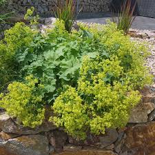 Frauenmantel ist eine eher so ernten und trocknen sie wild wachsenden oder im garten blühenden frauenmantel. Frauenmantel Stauden Niedrig Bluhstauden Stauden Ahrens Sieberz Pflanzenversand Gartenbedarf