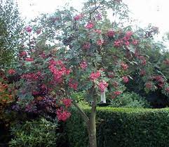 Crab apple tree it requires powerful self discipline to navigate the menu of crab ­apple ­temptations without ­succumbing to an orchard's worth. Sorbus Cashmiriana Small Trees For Garden Rowan Tree Garden Shrubs