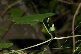 Image result for Zehneria microsperma