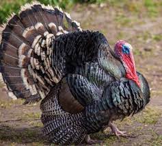 Standard bronze turkeys will reproduce naturally and are ancestors of the broad breasted bronze turkeys and have similar plumage. Broad Breasted Bronze Turkey Poults Cackle Hatchery