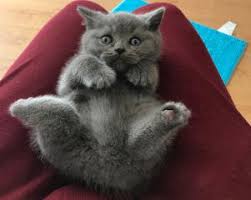 British Shorthair Adana Fiyatlari Ikinci El Sifir Kiralik Ilanlar