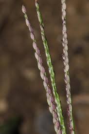 Image result for Digitaria gymnostachys