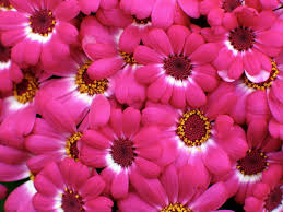 Pink pressed flower pattern wallpaper | hovia uk. Free Download Flowers Pink Wallpaper 1600x1200 Flowers Pink Flowers 1600x1200 For Your Desktop Mobile Tablet Explore 46 Pink Flowers Wallpapers Pink Wallpaper Blue Flower Wallpaper Pink Rose Wallpaper