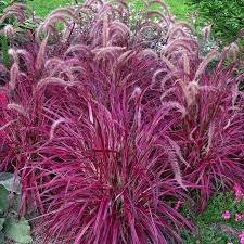 Pin By Paul Bazeley On Garden Project Red Fountain Grass Fountain Grass Ornamental Grasses