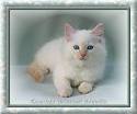 Blue Ragdoll Cats | Blue Point Ragdolls, Blue Mitted ...