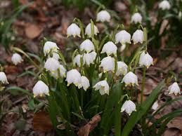 Magyarországon négyféle hóvirág él, ezek közül az egyik a hóvirágok, a téltemető virágok és a krókuszok nyílásával megkezdődött a tavaszi virágünnep az. Tavaszi Tozike Kertlap Kerteszeti Magazin Kerteszeti Tanfolyamok