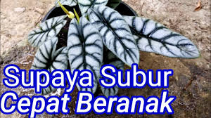 Cara Merawat Bunga Keladi Agar Subur Cepat Beranak Youtube