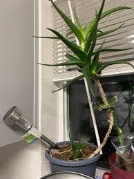 Image result for Aloe inyangensis