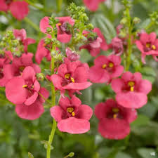 Image result for Diascia