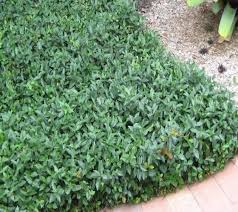 Maybe you would like to learn more about one of these? Asian Jasmine Asiaticum Vine New Life Nursery