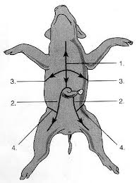 This pig dissection is designed to visually show students the different systems inside a pig and, indirectly, their own bodies. Fetal Pig Dissection Lab Answers Schoolworkhelper
