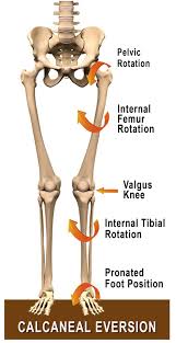 The ankle joint is a hinge joint, it can't be adducted. Calcaneal Eversion Too Much Or Too Little Of A Good Thing Erik Dalton Blog