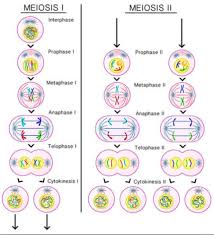 Interphase and meiosis 1 storyboard by inadiai. Meiosis Phases Of Meiosis Importance Of Meiosis