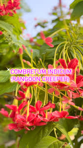 Image result for Combretum indicum