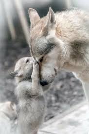 Wolves Are Beautiful And Amazing Creatures Some People Don T Realize That Animals Beautiful Animals Beautiful Wolves