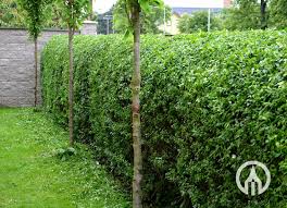 Image result for ligustrum ovalifolium