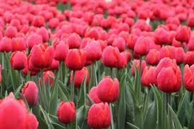 Maybe you would like to learn more about one of these? Pernah Jadi Bunga Termahal Di Belanda Ini 5 Fakta Menarik Bunga Tulip Semua Halaman Bobo