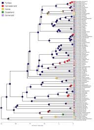 Image result for Zygotritonia atropurpurea
