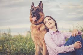 The breed was officially known as the alsatian wolf dog in the uk from after the first world war until 1977 when its name was changed back to german shepherd. How Long Do German Shepherds Live
