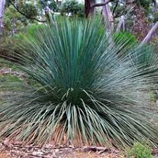 Image result for Xanthorrhoea