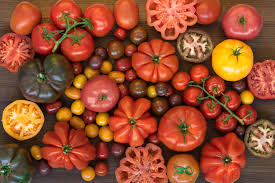 the complete guide to every type of tomato naturefresh farms