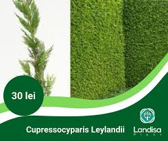 Vanz.…30 may1 jun3 jun5 curs valutar banca națională (bnm). Landisa Plant Startseite Facebook