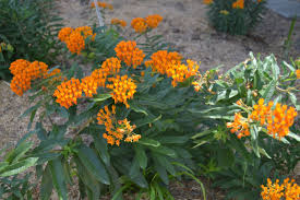 Butterfly Milkweed A Kansas Native Plant Plants Native Plants Milkweed