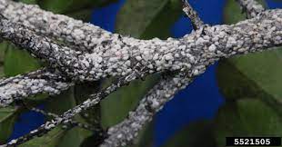 Thoroughly spray bark and repeat three times at 10 to 14 day intervals. Crapemyrtle Bark Scale Acanthococcus Eriococcus Lagerstroemiae