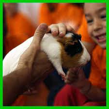 Toca-toca d'animals | Tallers escolars Barcelona