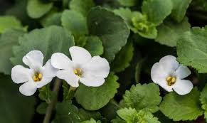 Image result for Bacopa hamiltoniana
