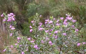 Image result for Podalyria