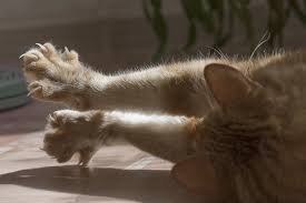 Streicht eine katze zur begrüßung um die beine wenn alle erzieherischen maßnahmen ins leere laufen: Wie Du Deiner Katze Das Kratzen Abtrainierst