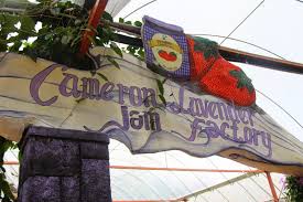 Cameron highland (金馬崙高原), is one of the premier hill resorts situated in the state of pahang, peninsular malaysia. Cameron Lavender Garden Cameron Highland Sharulnizam