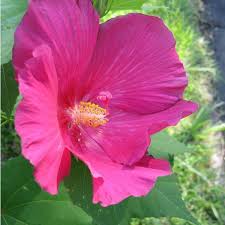 Image result for Hibiscus mutabilis