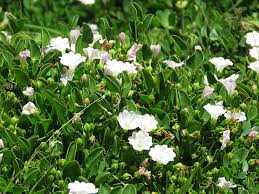 Image result for Falkia