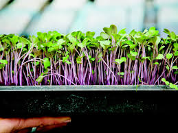 Maybe you would like to learn more about one of these? Starting An Indoor Kitchen Garden