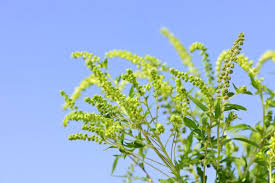 Hautausschlag ist ein häufiges symptom, das bei vielen unterschiedlichen erkrankungen vorkommen kann. Ragweed Was Sie Uber Das Allergie Kraut Wissen Mussen Kurier At