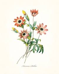 Redoute Series No 1 Anemone Stellata Botanical Print Flower Illustration Botanical Prints Vintage Flowers